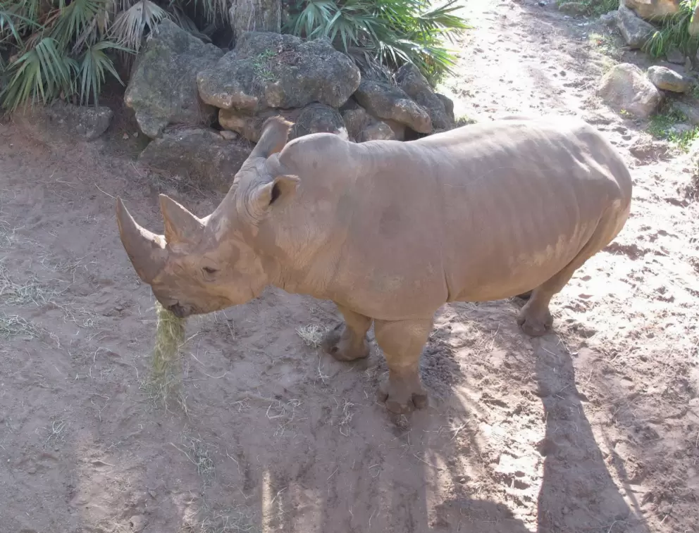 Rhino eating hay.