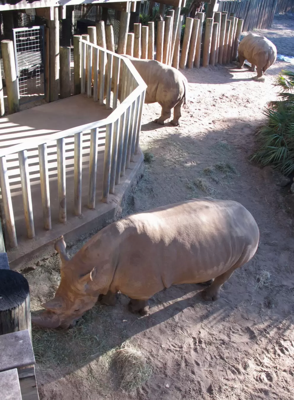 Three rhinos standing in a row.