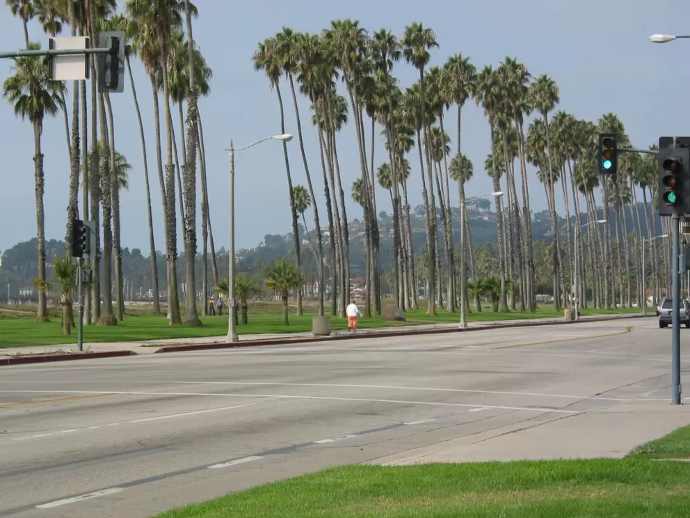 Cabrillo Blvd and its fantastic palms!