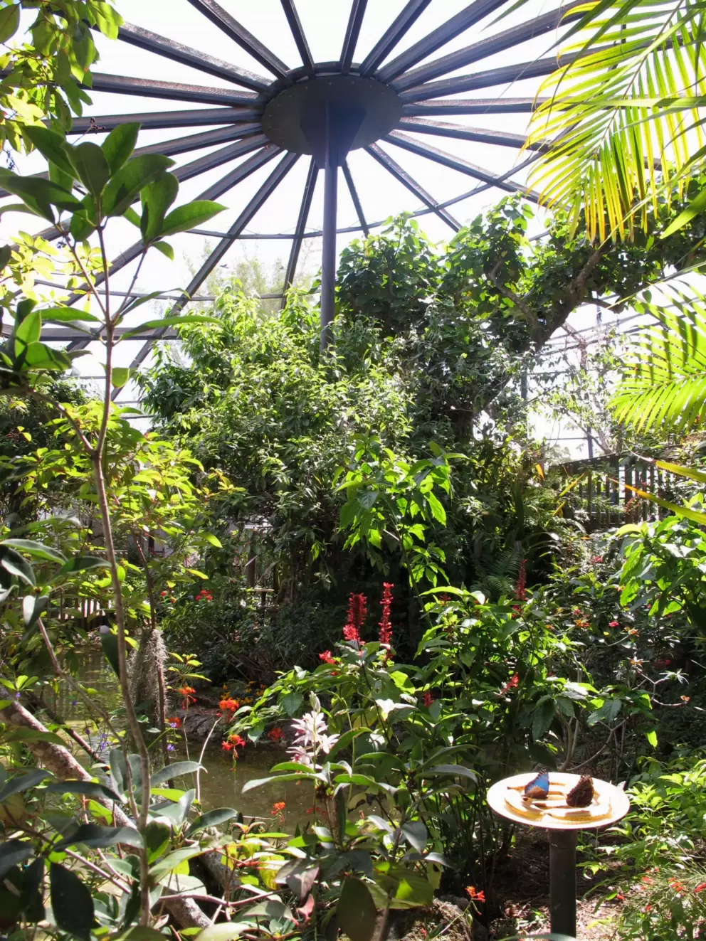 Sunlight comes through the roof of the garden while butterflies feed on banana slices.