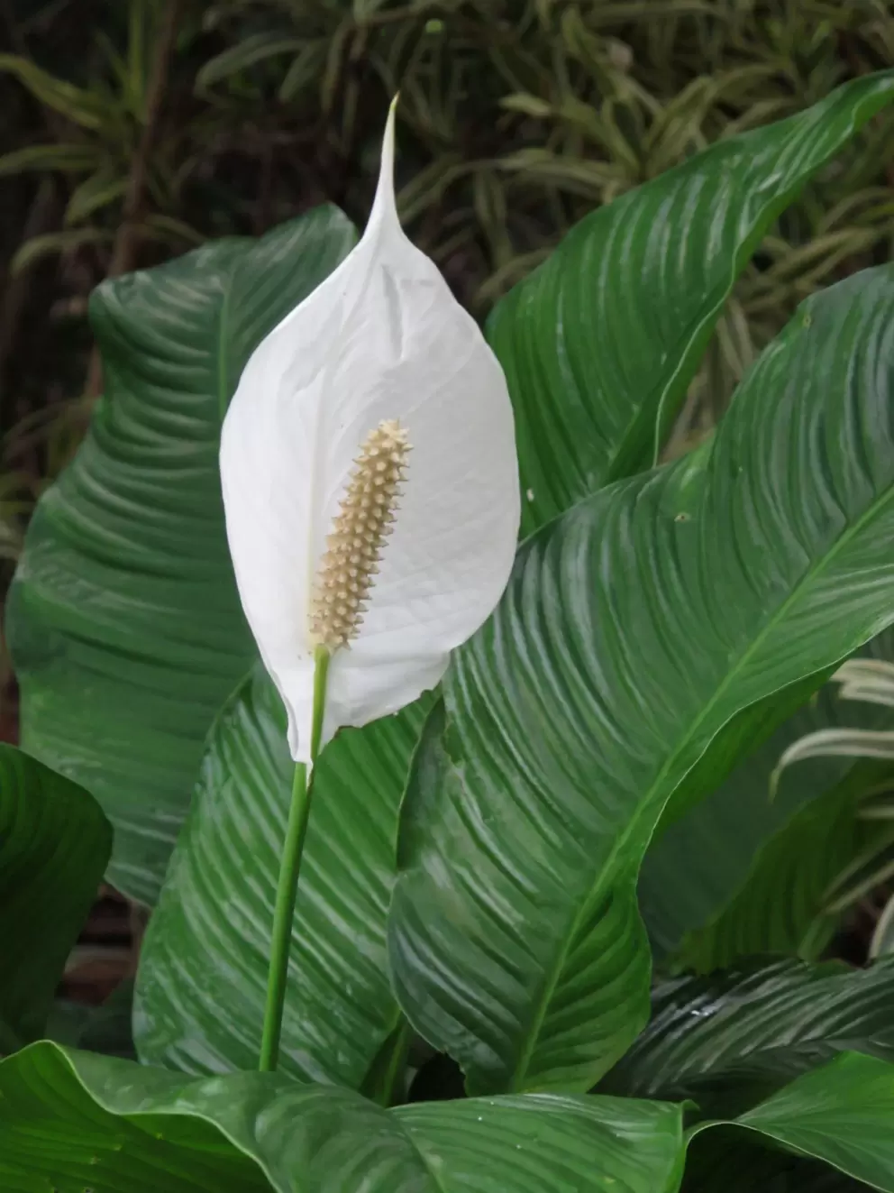 Anthurium flower in the magical walkway on the south side of the hotel.