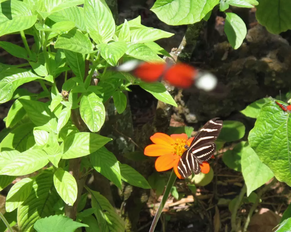 Red butterfly, stripey butterfly, and orange flower.