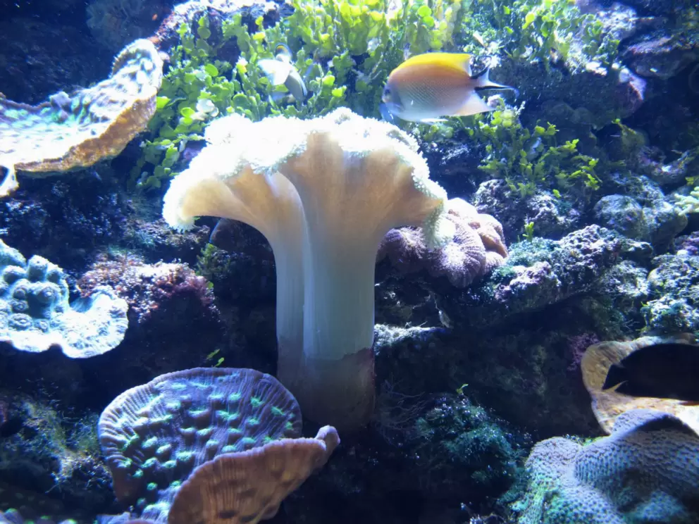 Beautiful coral exhibit.