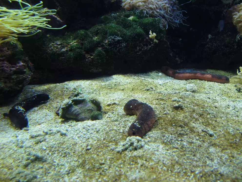 Sea slugs!