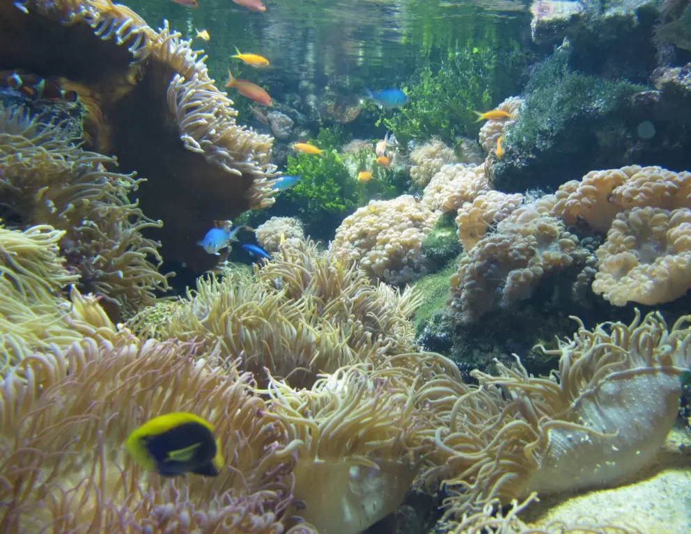 Coral swishing in the current.