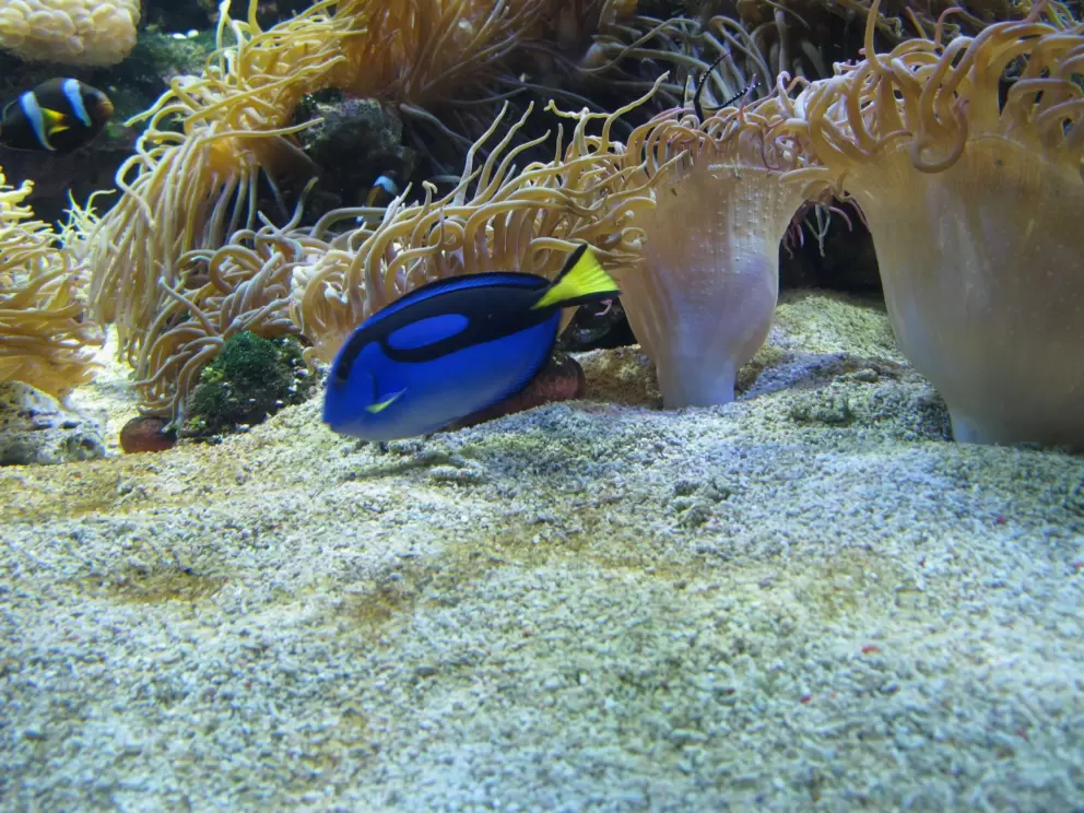 Regal tang fish.
