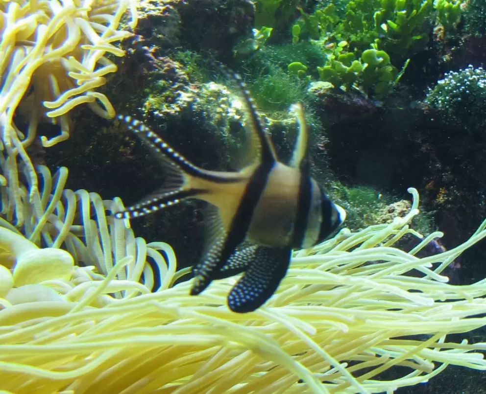 What a gorgeous fish!