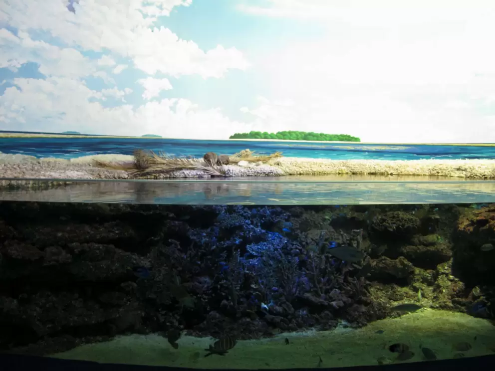 Exhibit that looks like island in the Great Barrier Reef.