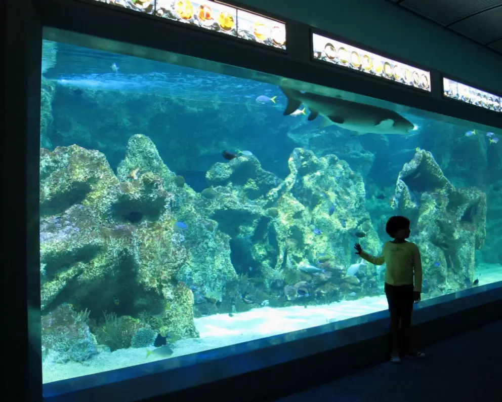 A child stands as a shark swims by.