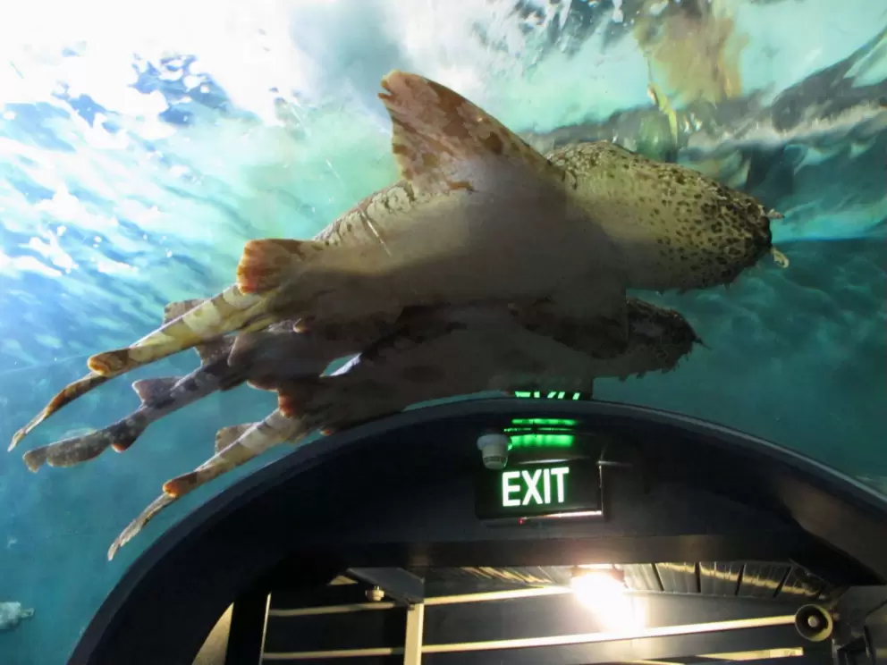Three spotted sharks swim overhead!