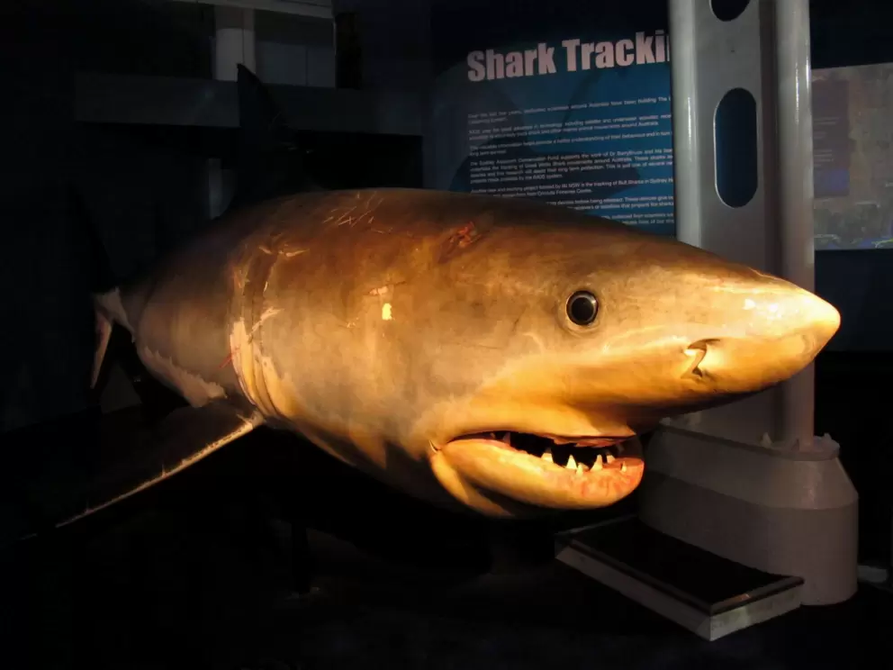 Exhibit about shark tracking at the entrance to the aquarium.