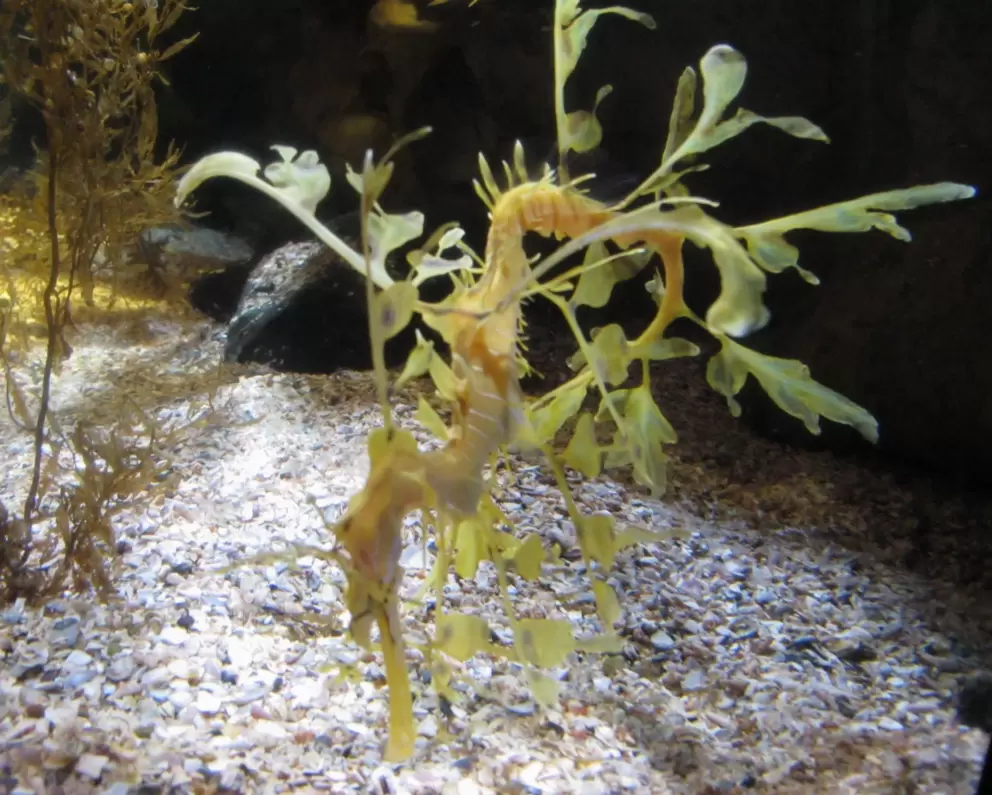 Sea dragon.