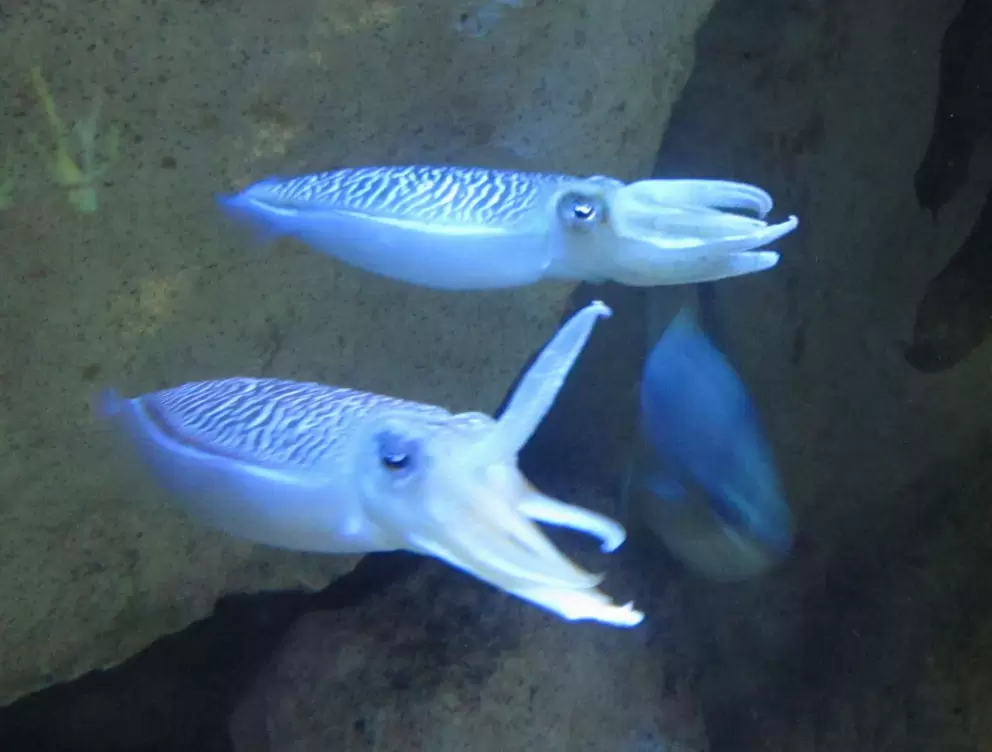 Amazing bright squid!