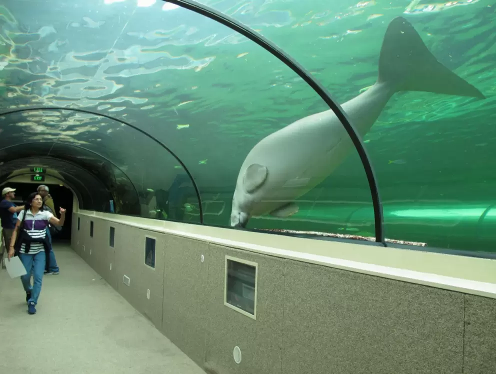 I LOVED the part of the aquarium called Dugong Island.