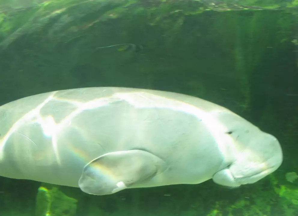 Dugongs have such sweet, gentle, happy faces.