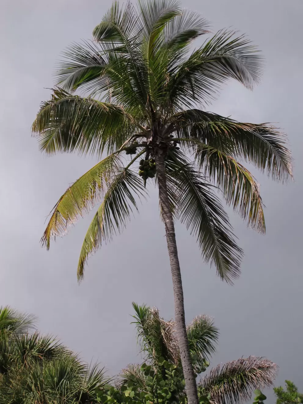 Coconut tree and a storm rolling in.