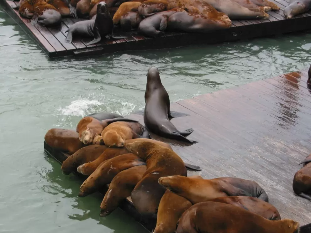 Sea lions snuggling up!