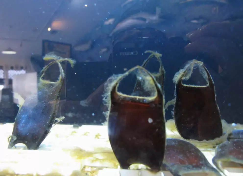 Mermaid's purses, egg cases laid by a Clearnose Skate, a type of sting ray.