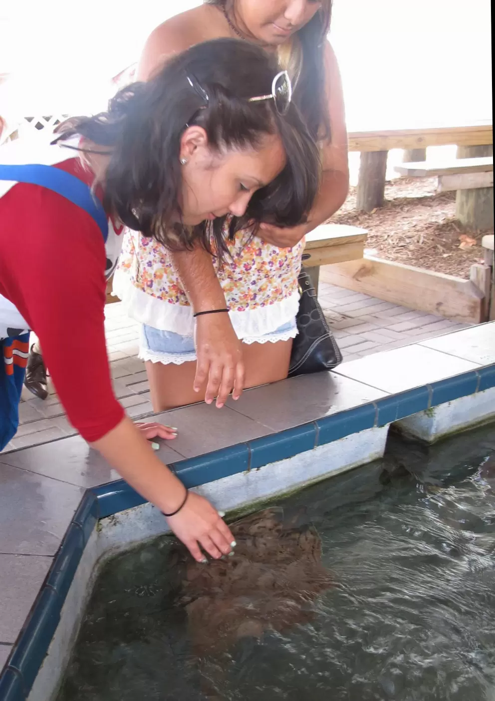 A young woman touches a sting ray.
