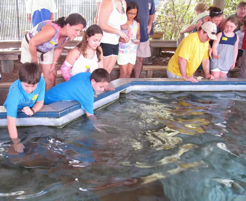 Kids stop to feed and touch the sting rays after the docent's talk.