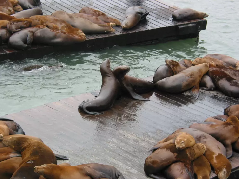 Sea lions playing.