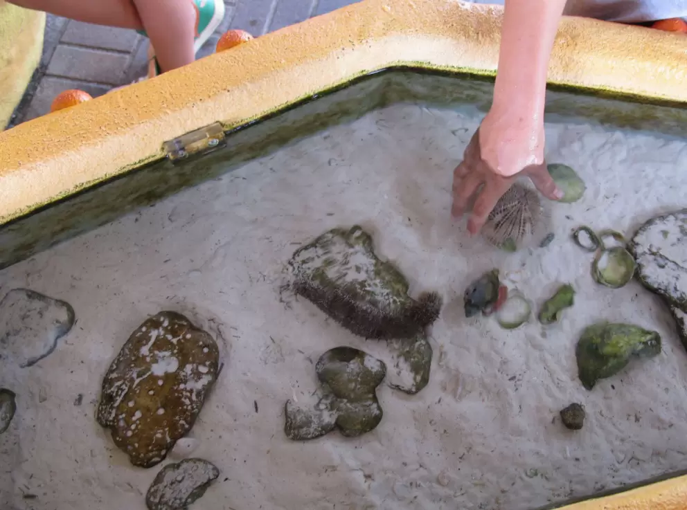 A child reaches in to touch a sea urchin.