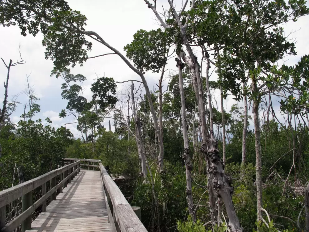 Interesting trees on the nature trail.