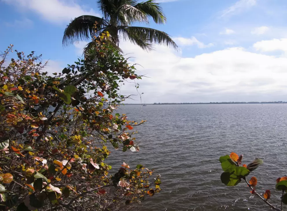 Coconut tree and sea grape on the river.
