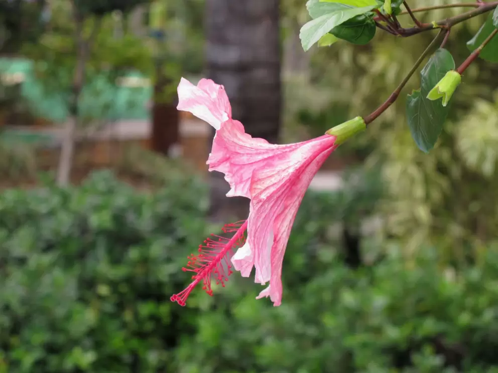 Hibiscus flower surrounded by coconut trees.