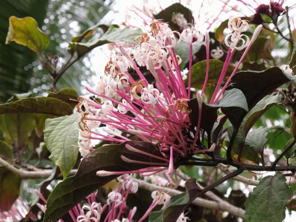 Flowering tree.