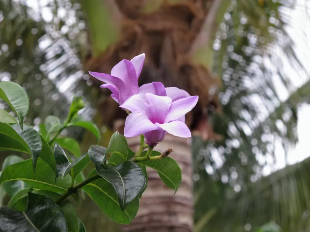 Purple tropical flower and coconut tree.