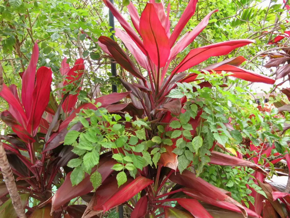 Red and green foliage.