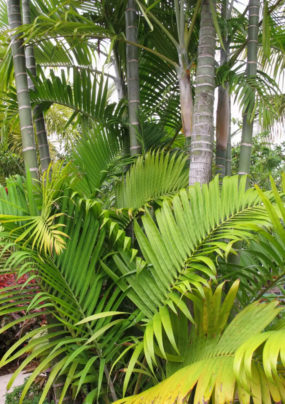 A tropical paradise!