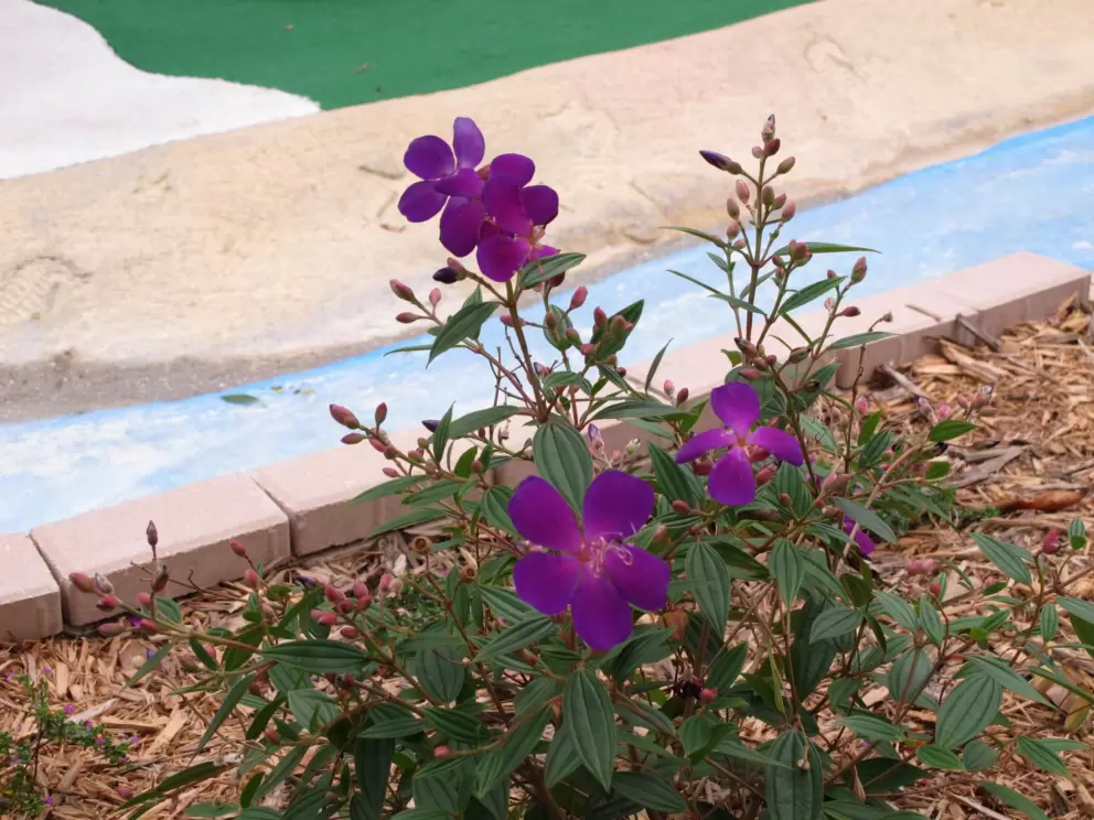 Purple flowers and stream.