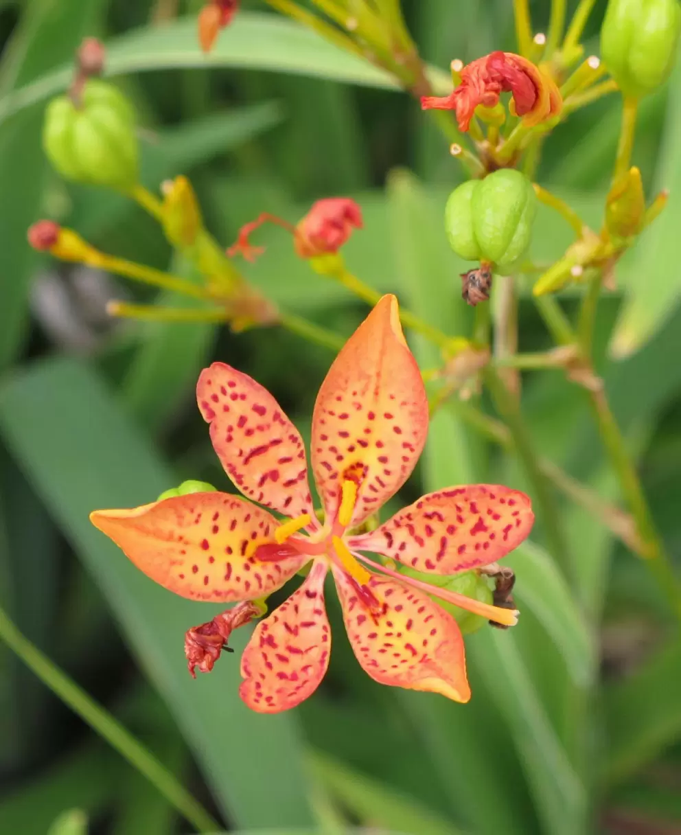 Orange flower.