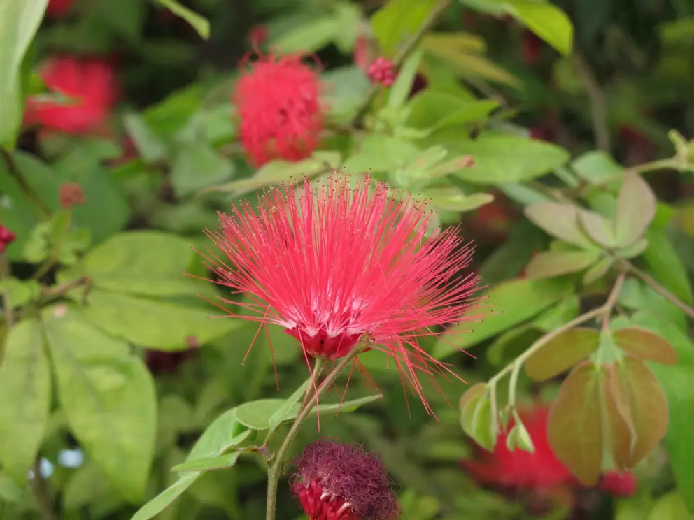 Powder Puff blossom.