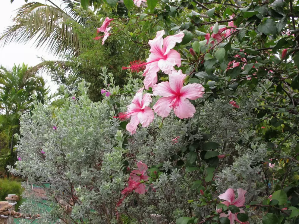 Texas Sage and Pink Hibiscus.