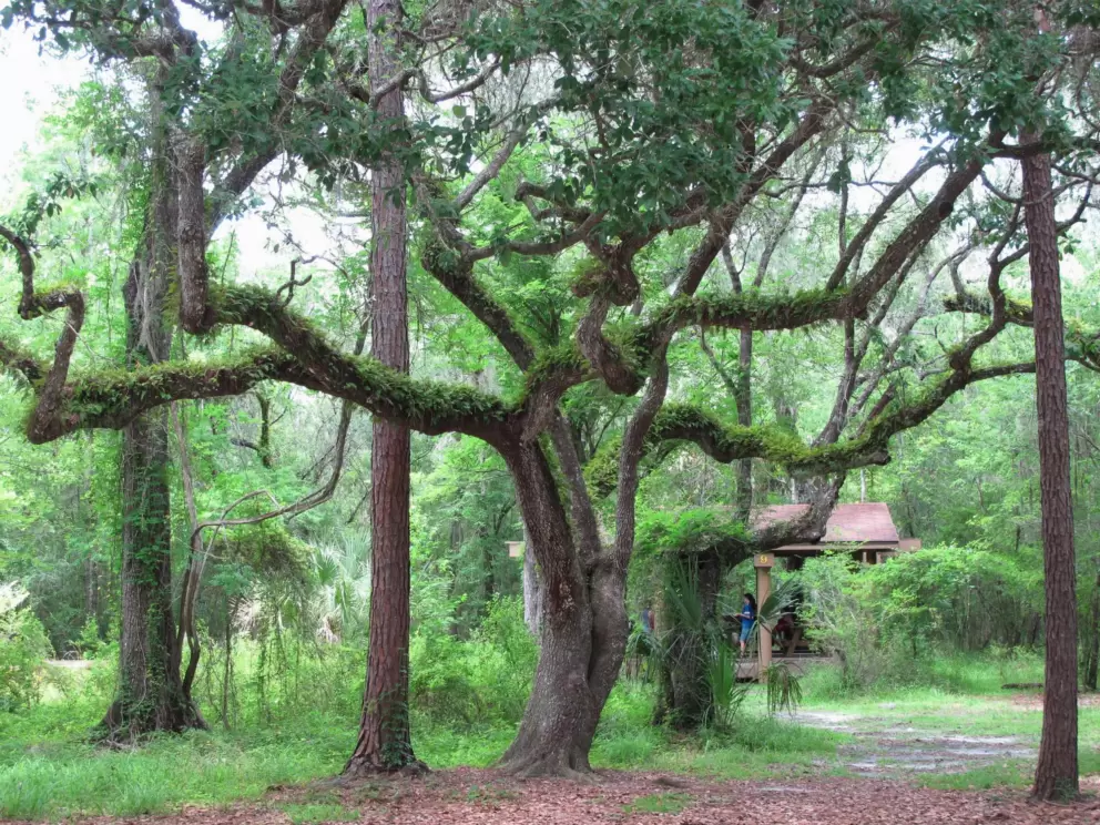 Amazing oak tree covered in vines.