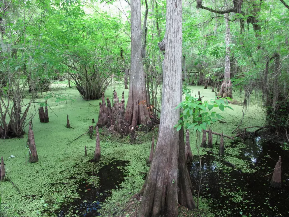 Cypress marsh.