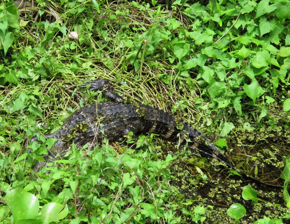 Small alligator!
