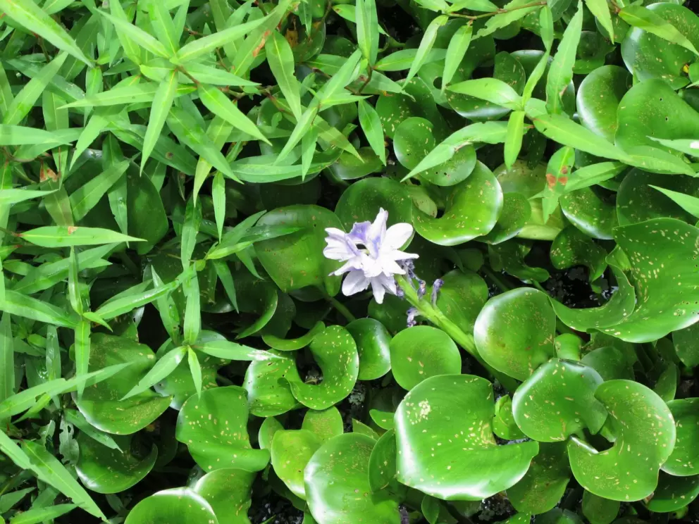 Lilac-colored flower in the lettuce.
