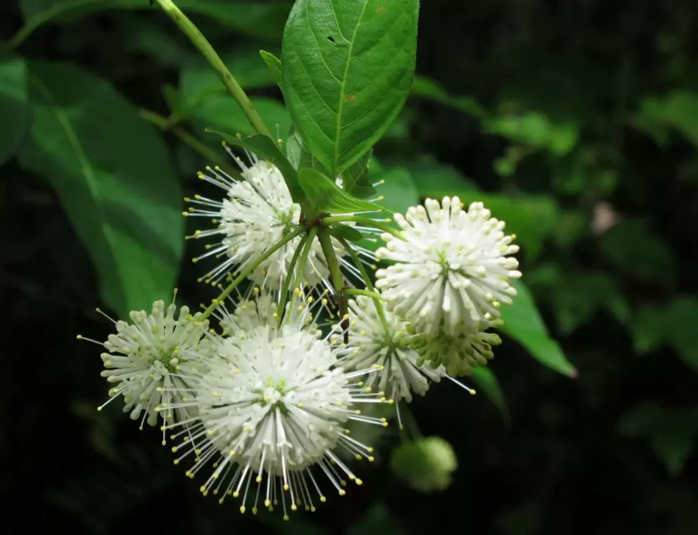 Buttonbush flowers.