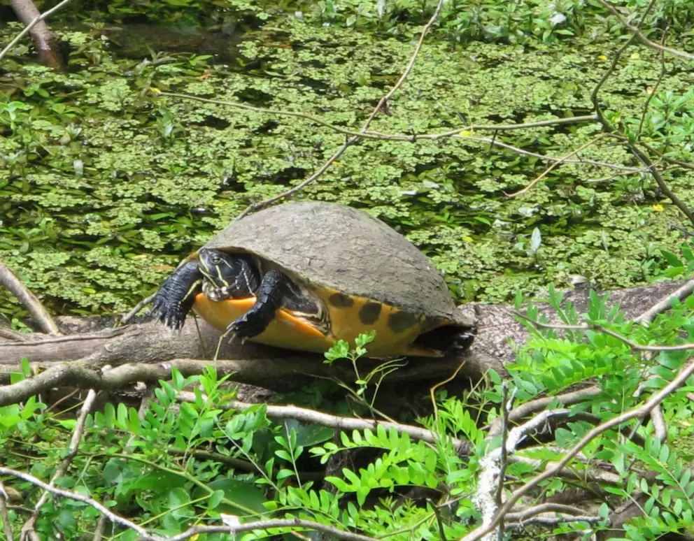 Turtle on a branch.