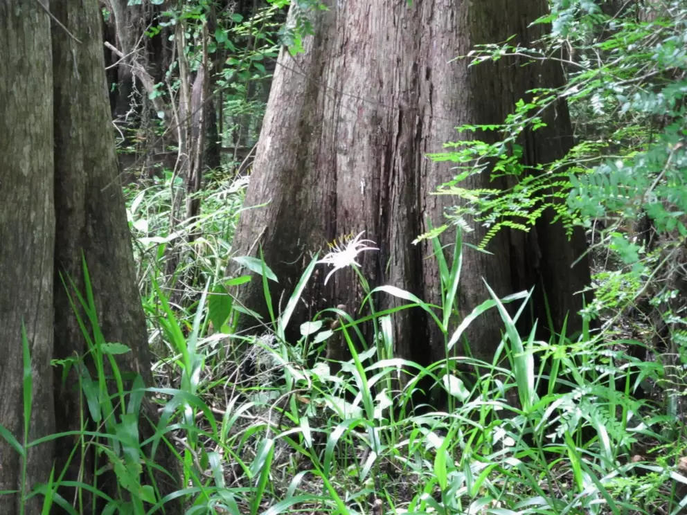 White flower and cypress trunks.