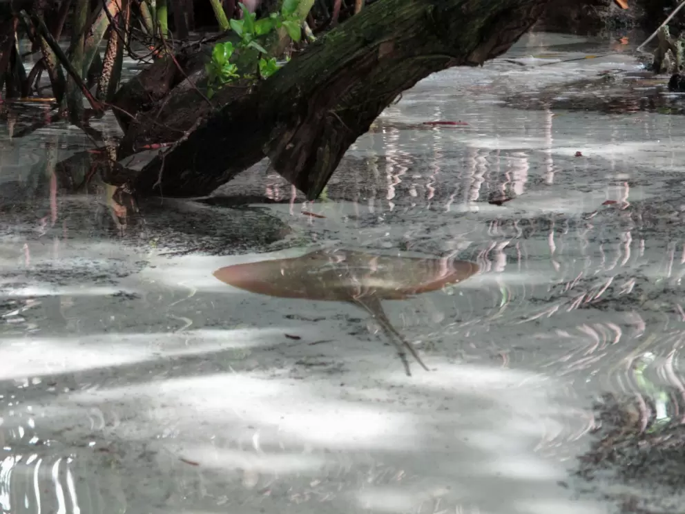An Atlantic stingray in the beautiful mangrove area.