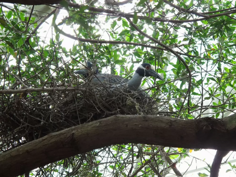 A big, cute bird up above you in a nest!