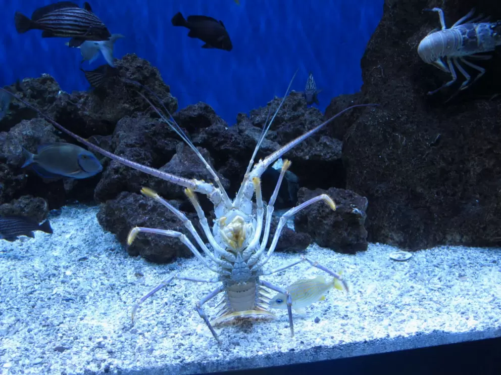 Caribbean spiny lobster. Such a funny-looking guy!