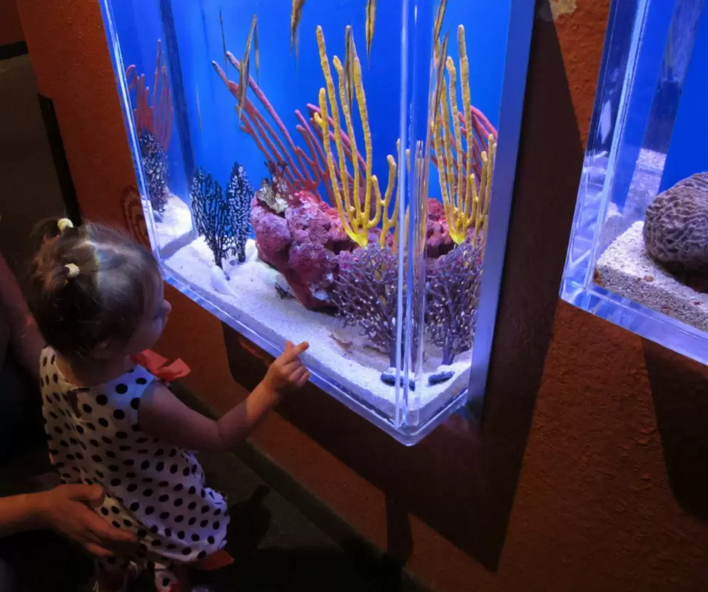 A little girl looks at seahorses.