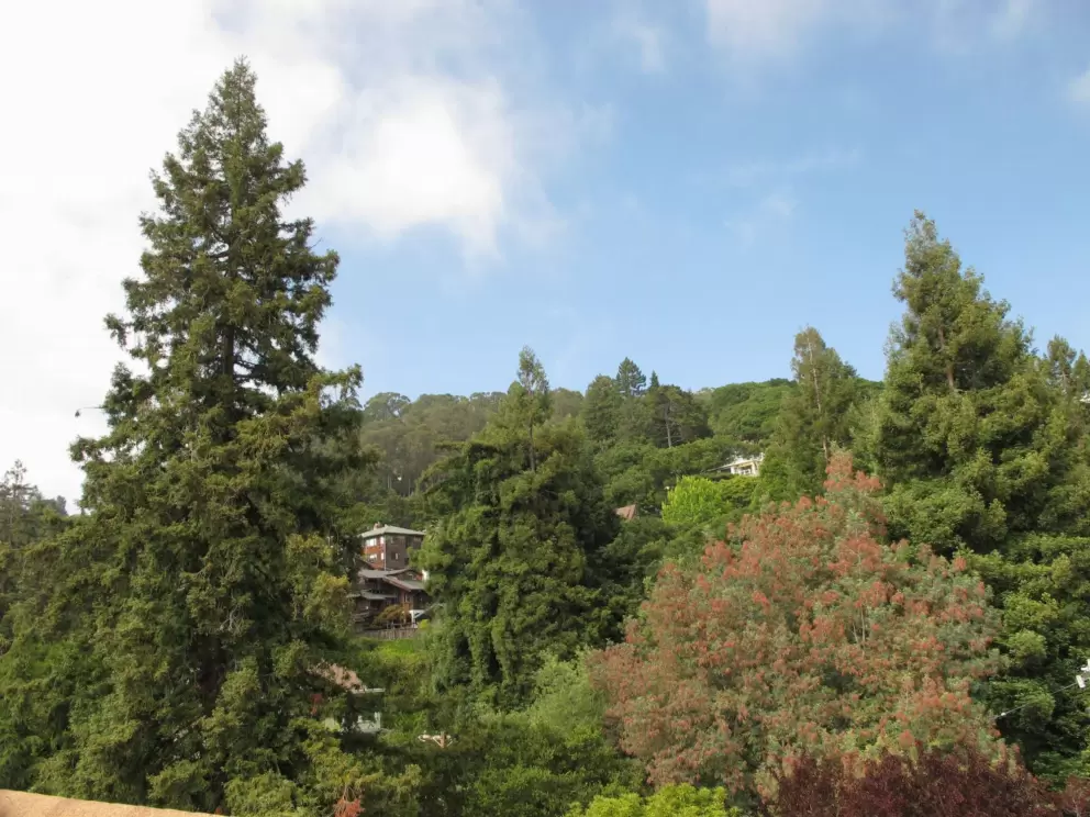 View of lovely trees from student residence.