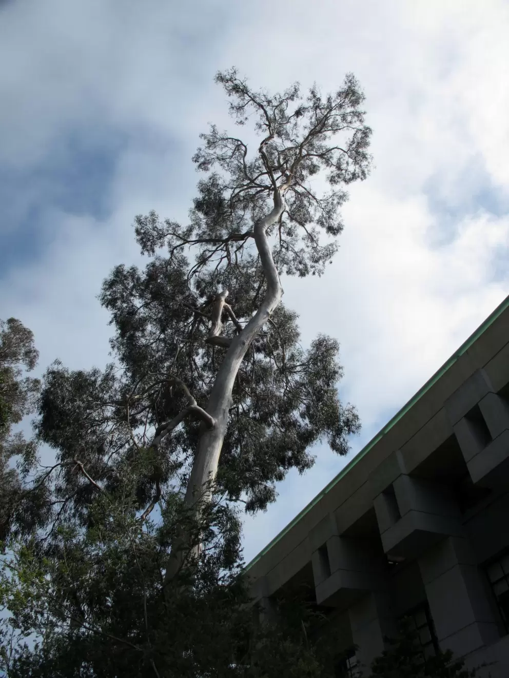 Very tall silver eucalyptus tree on north end of campus.